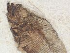Gorgeous Diplomystus Fossil Fish Plate - x #20818-2